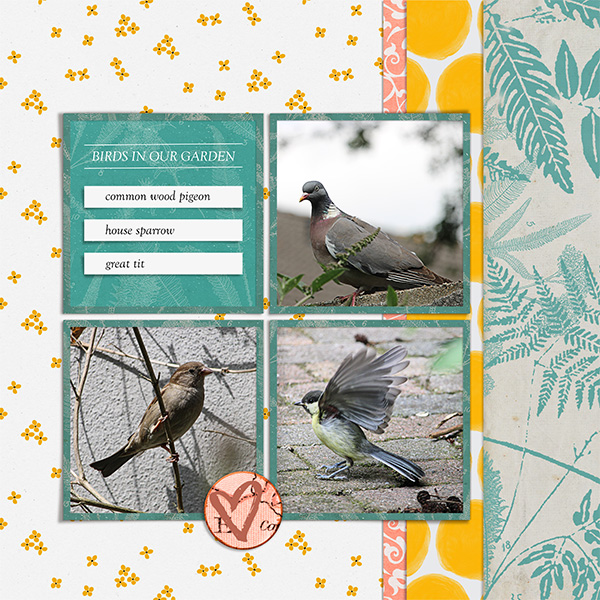 Birds in our Garden