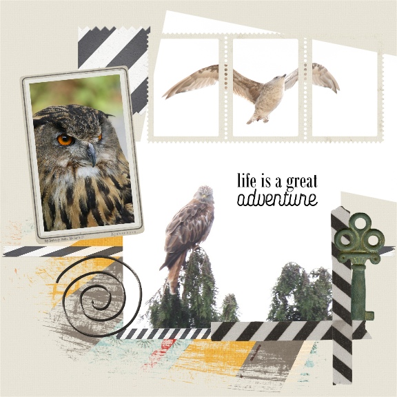 Birds