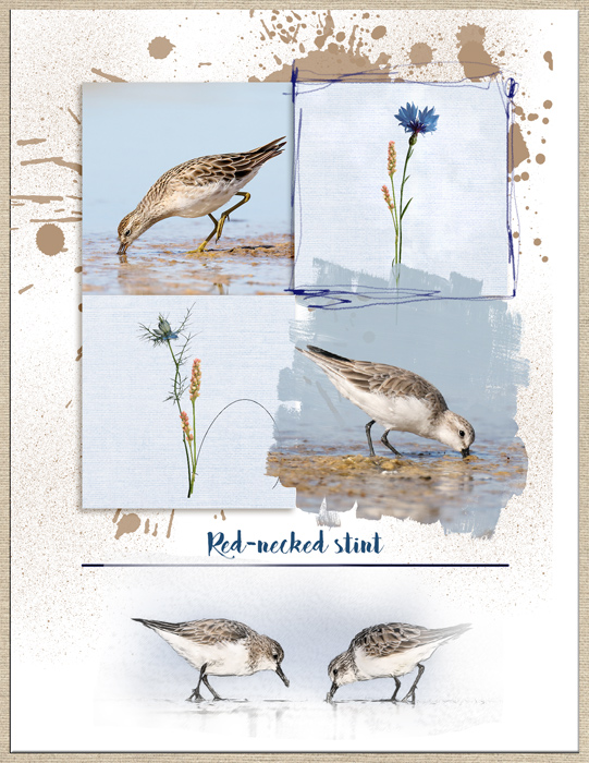 Birds