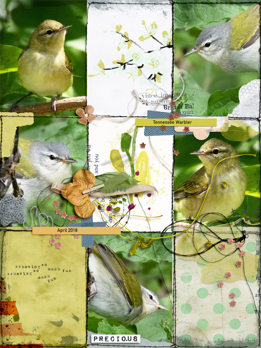 Birds