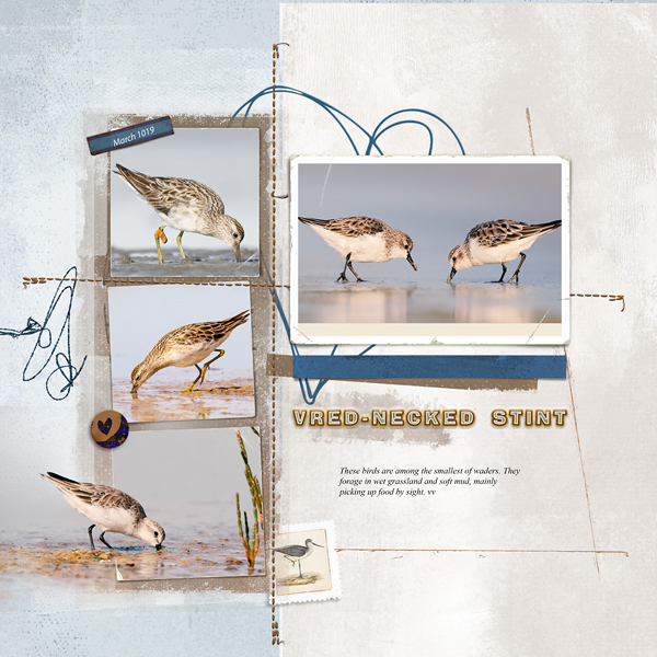 Birds