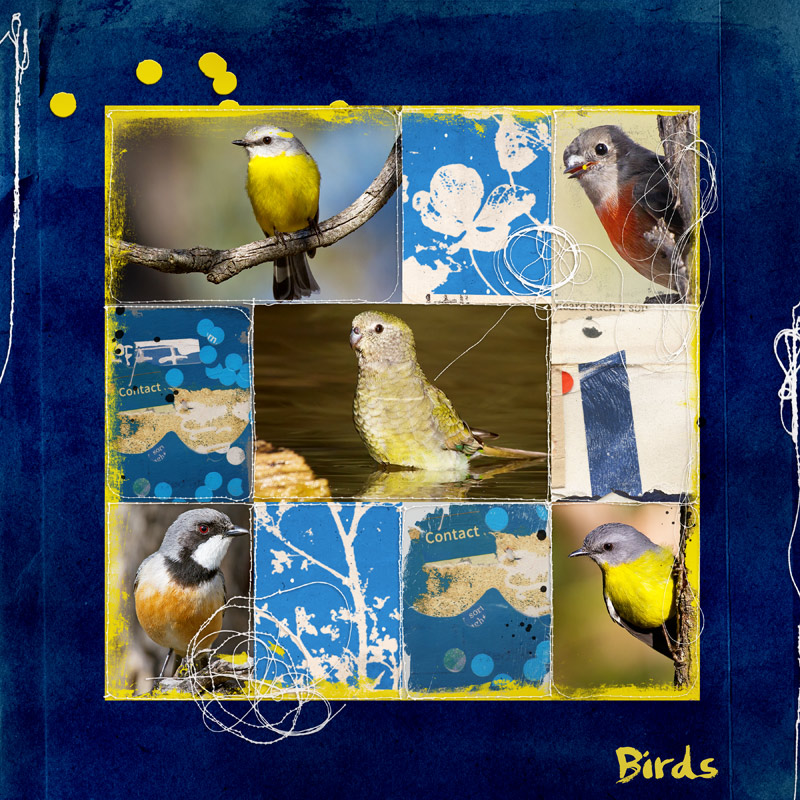 Birds