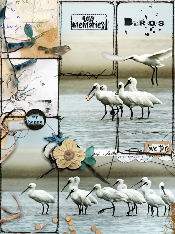 Birds