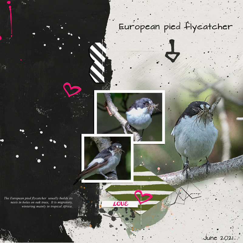 Birds