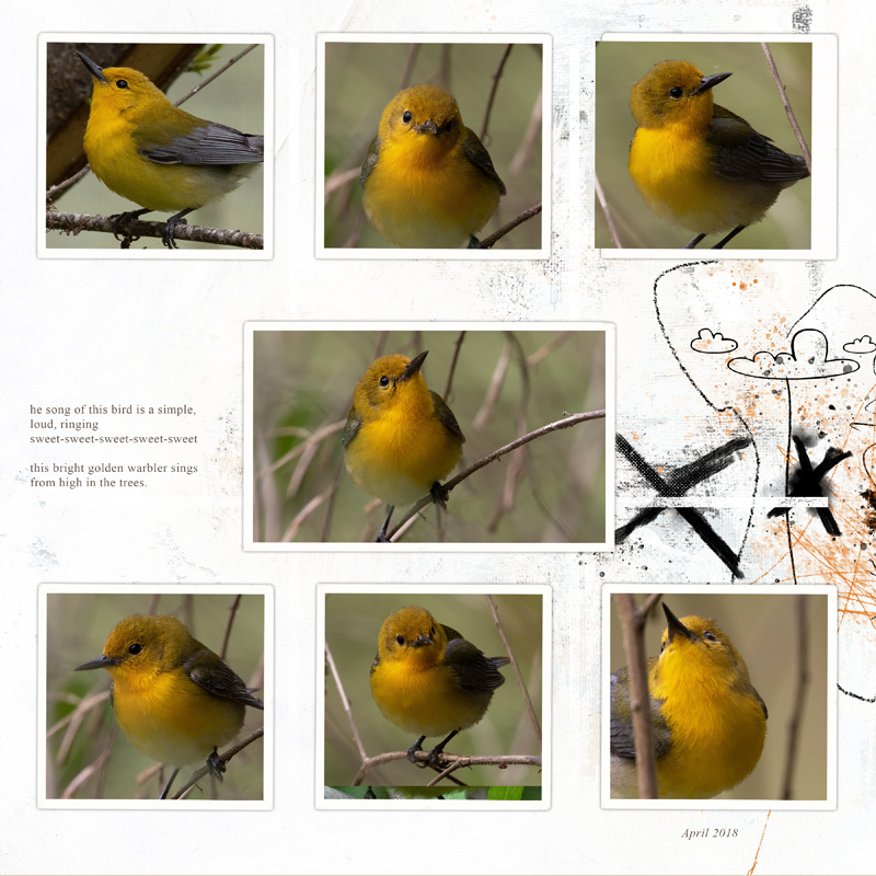 Birds