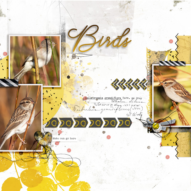 Birds