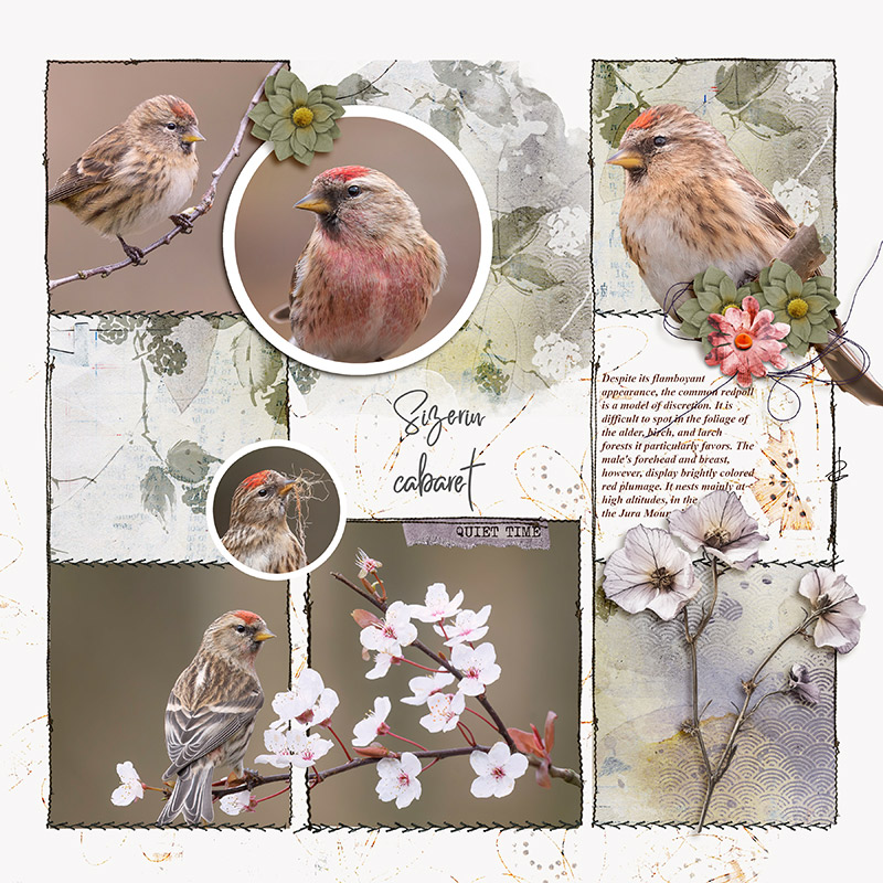 Birds