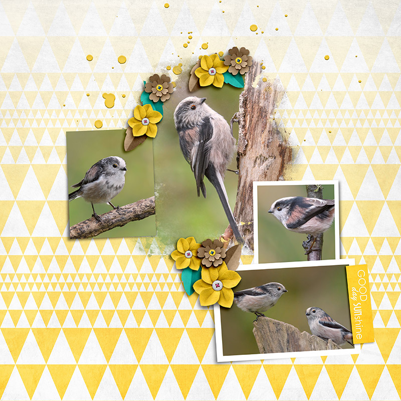Birds