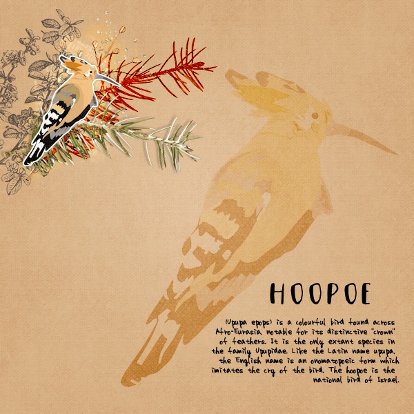 Birds_hoopoe-3