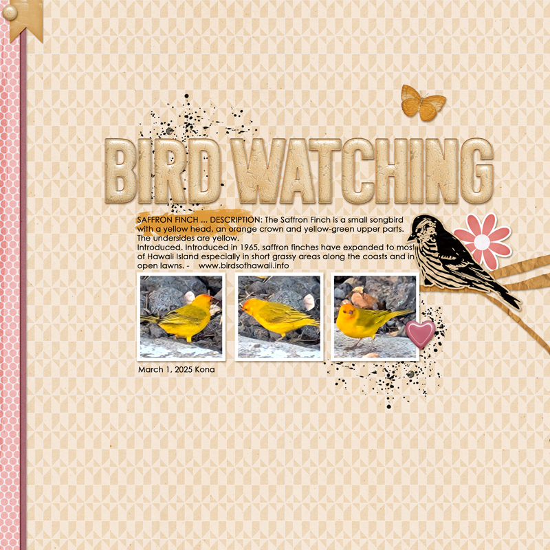 Birdwatching