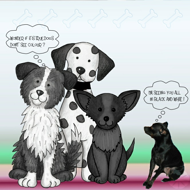 Black And White Dogs.