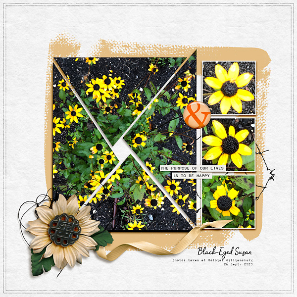 Black Eyed Susan