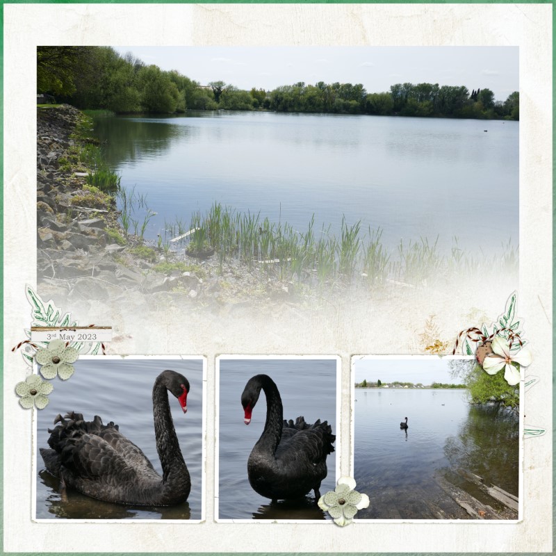 Black Swan
