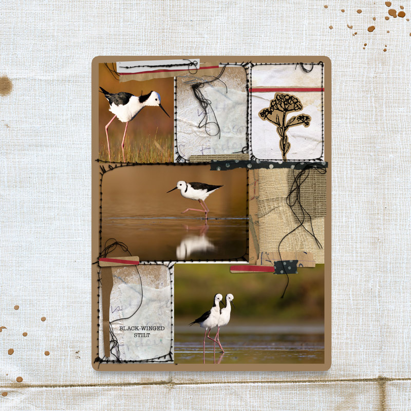 Black-winged Stilt