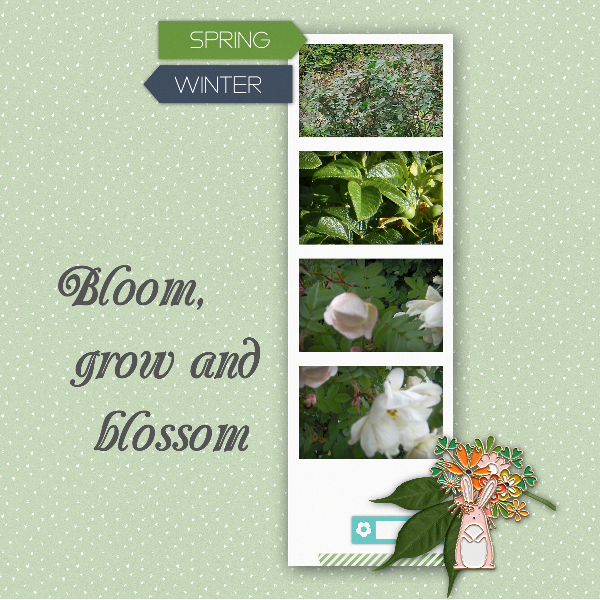 Bloom Roses