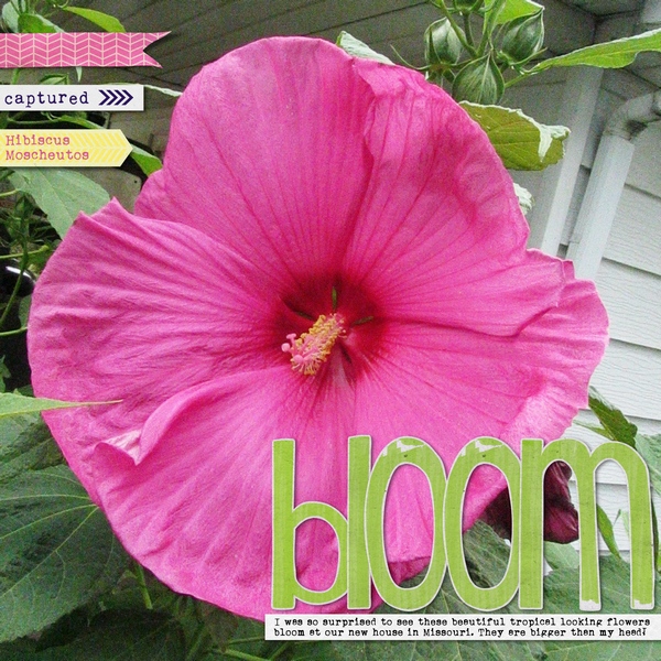 Bloom