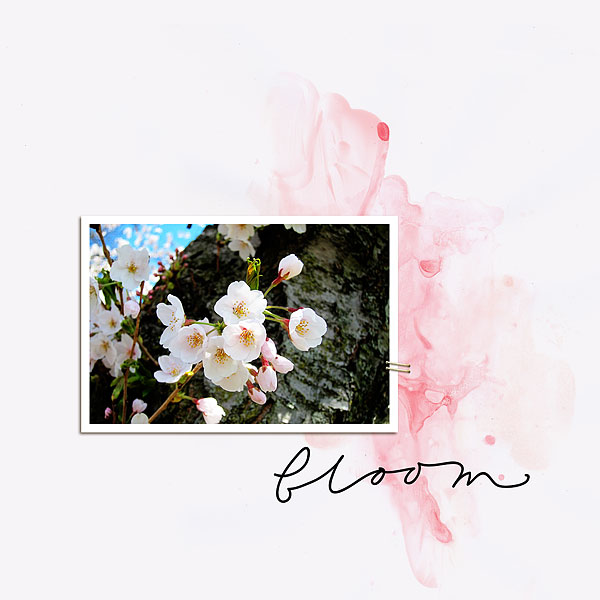 Bloom