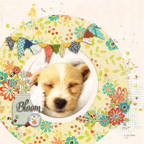 Bloom