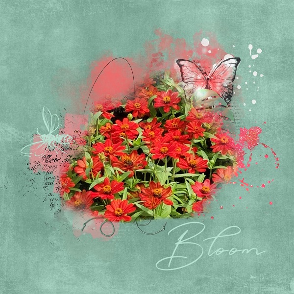 Bloom