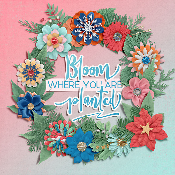 Bloom
