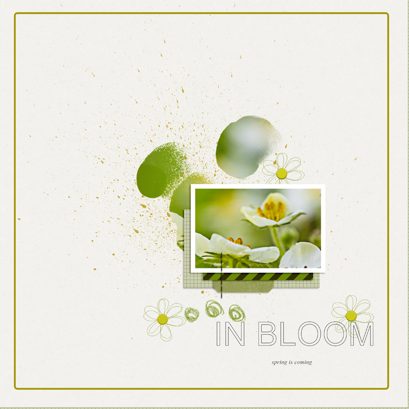 Bloom