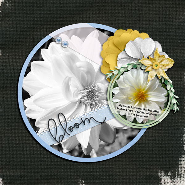 Bloom