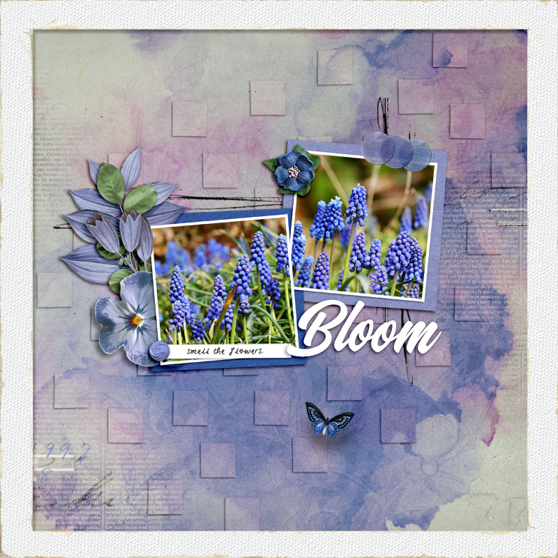 Bloom
