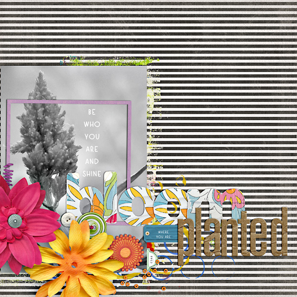 Bloom