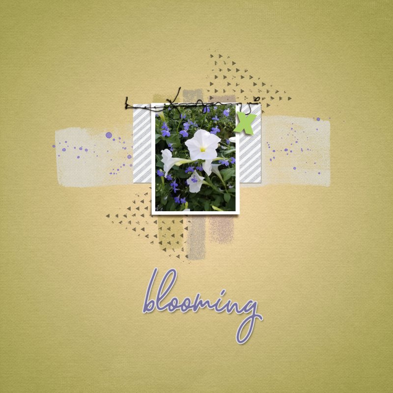 Blooming Hanging Plant 2019