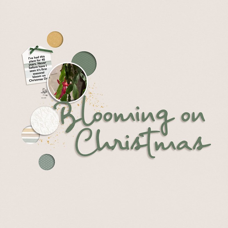 Blooming on Christmas