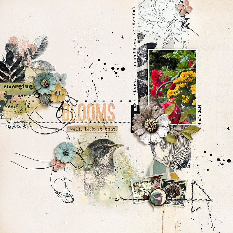 Blooms