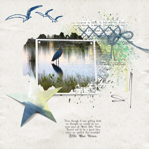 Blue-heron-LP-19