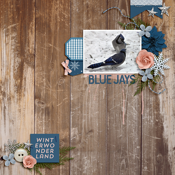 blue jays