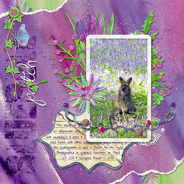 Bluebell patch