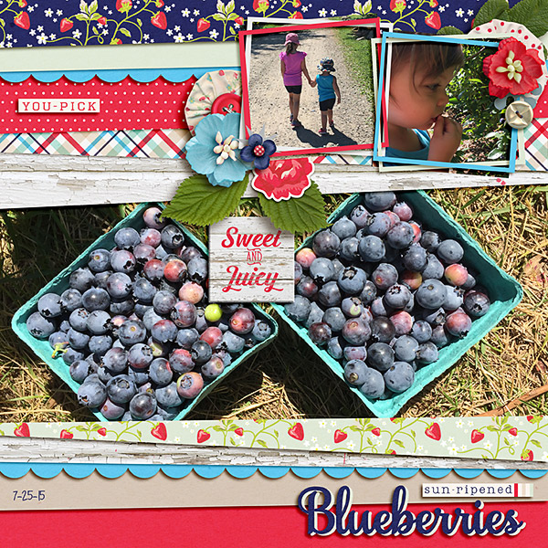 Blueberry Picking 2015