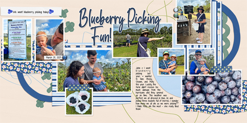 Blueberry Picking