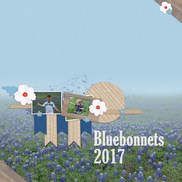 Bluebonnets