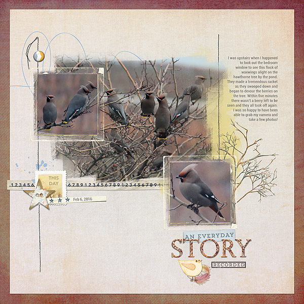 Bohemian Waxwings