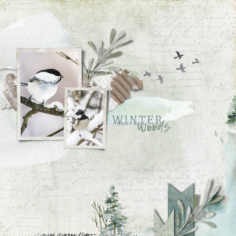 Boreal Tit