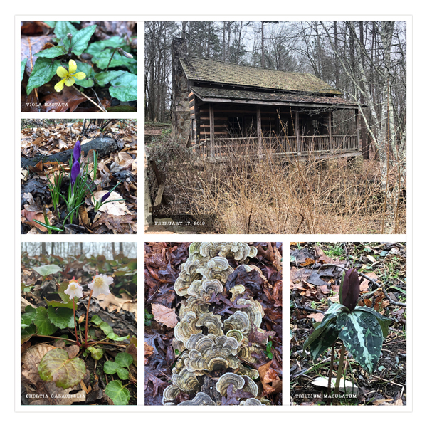 Botanical Garden 1