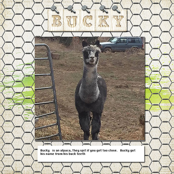 BuckyWeb