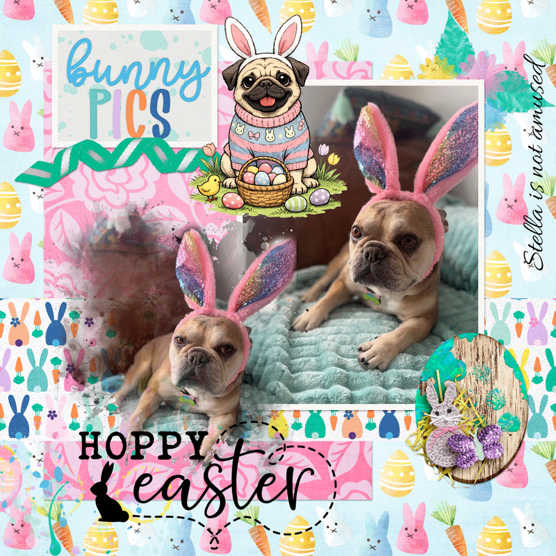 Bunny Pics