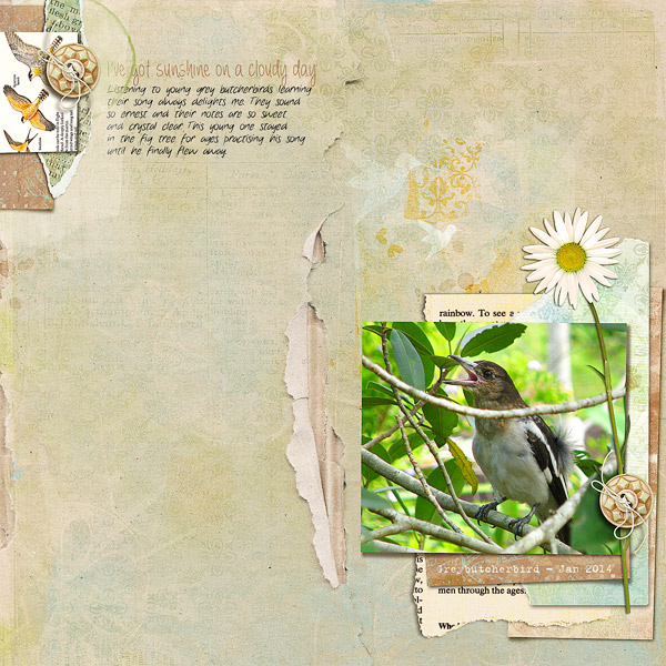 BUTCHERBIRD-SUNSHINE
