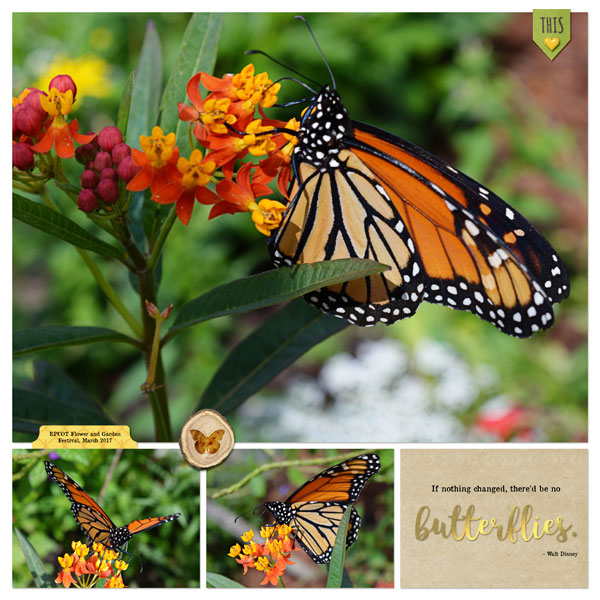 Butterflies at Epcot