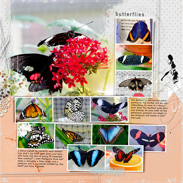 butterflies MOC#4