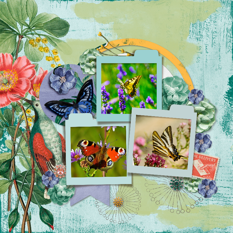 Butterflies