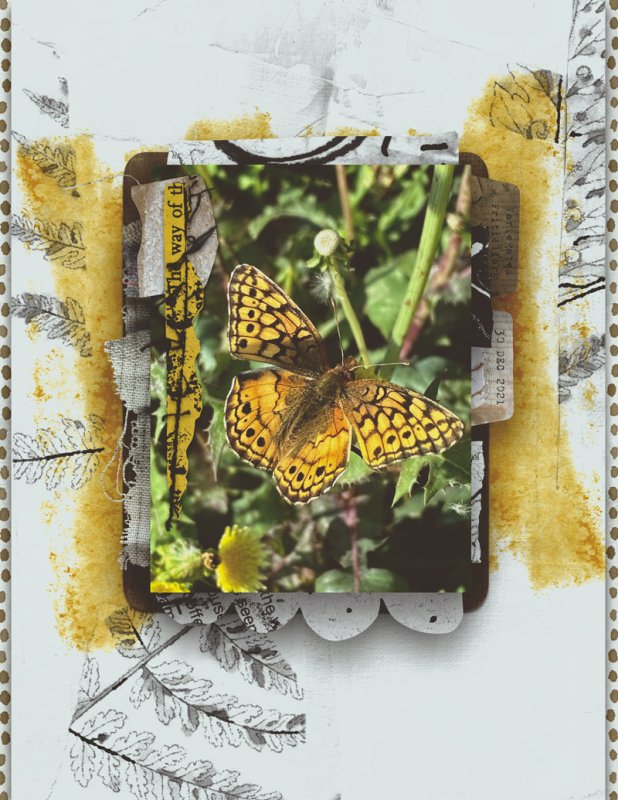 ButterfliesInDecember
