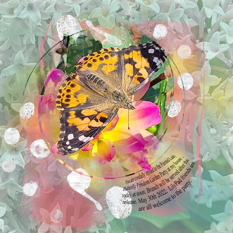 Butterfly Freedom Garden Party NBK May 2022