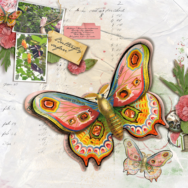 Butterfly Safari