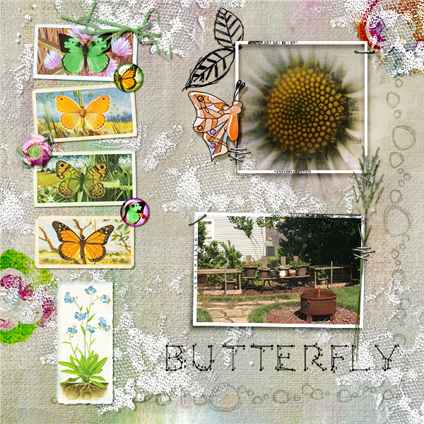 Butterfly